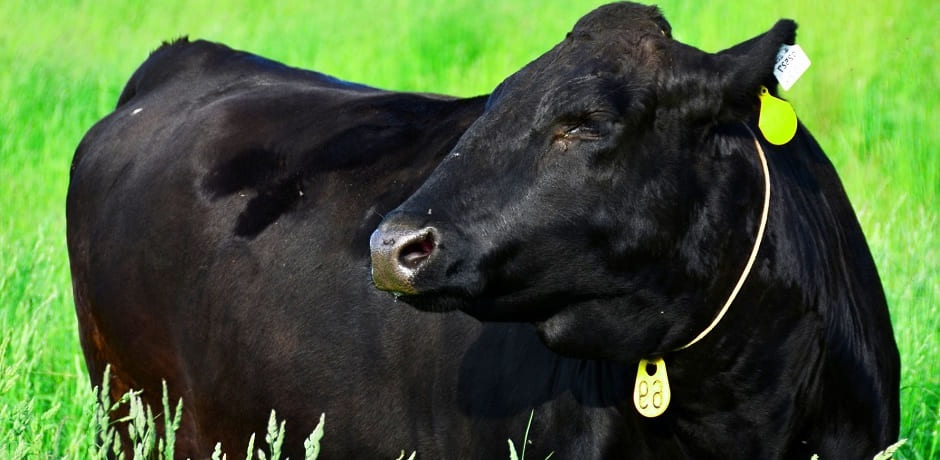 飼養牛個体管理システム
