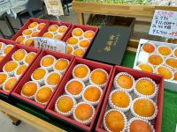 JAふえふき富士見直売所で柿の販売がピークを迎えています