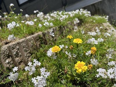 本社花壇がにぎやかになっています♪